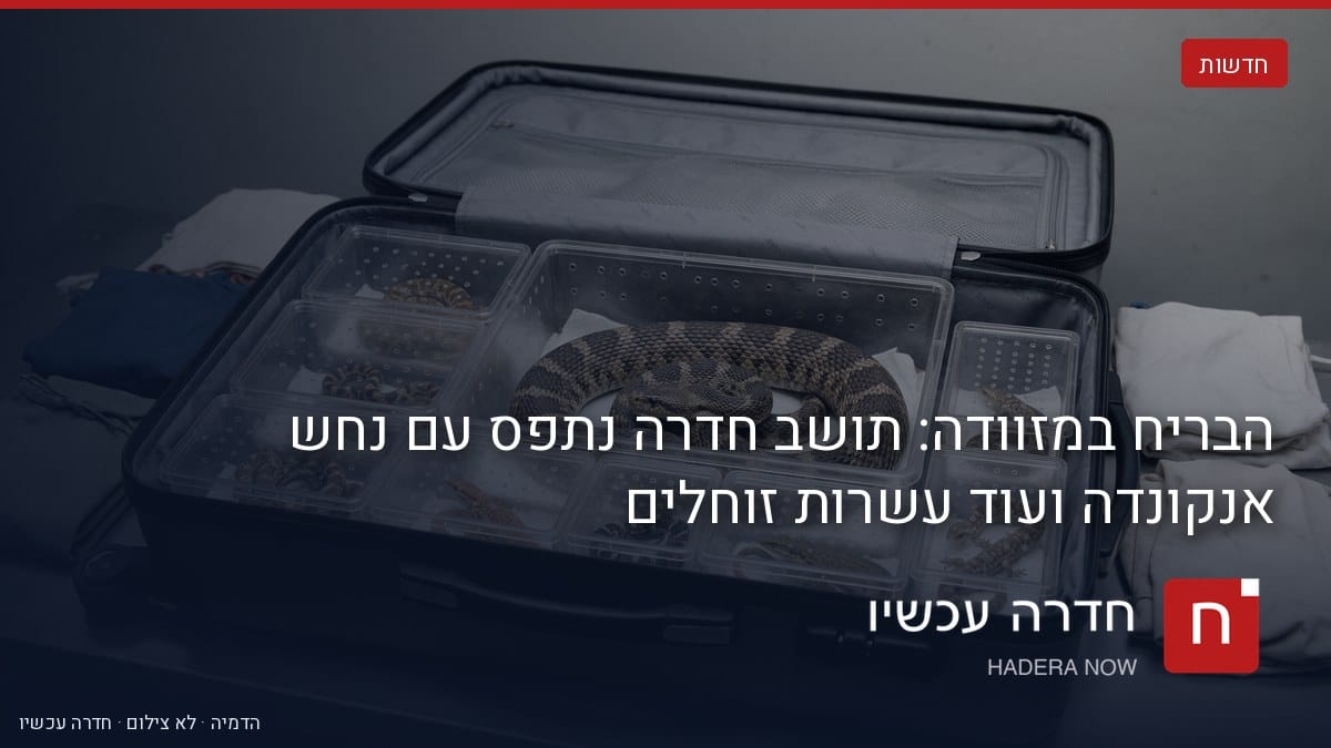 איור: בינה מלאכותית — הבריח במזוודה: תושב חדרה נתפס עם נחש אנקונדה ועוד עשרות זוחלים