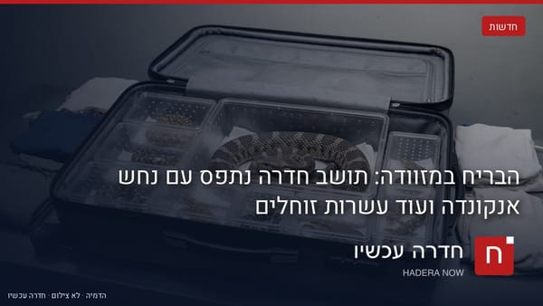 איור: בינה מלאכותית — הבריח במזוודה: תושב חדרה נתפס עם נחש אנקונדה ועוד עשרות זוחלים